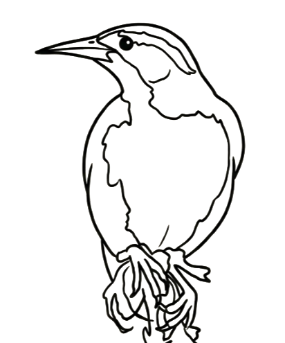 Ilustración de pájaro nativo